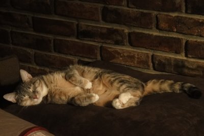 Mickey sleeping on her pillow