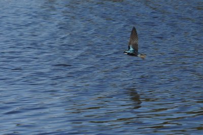 Tree swallow