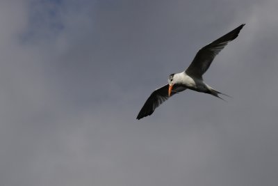 Royal tern