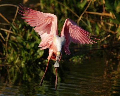 Roseate spoonbill