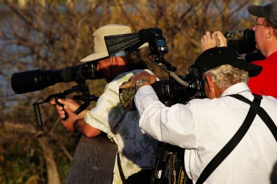 Photographers shooting the spoonbill