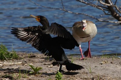 Goose chasing cormorant