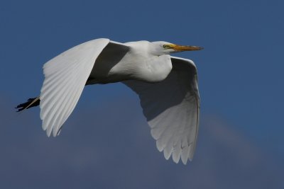 Great egret flyby