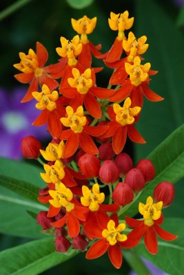 Scarlet milkweed in Bethesda garden