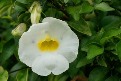 Flower in Bethesda garden