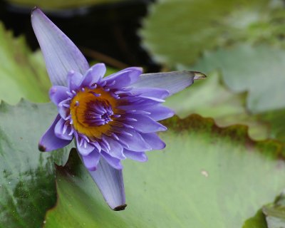 Water lily bloom in Bethesda garden