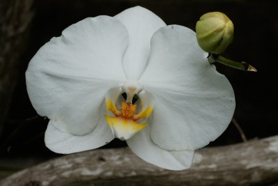 White orchid in Bethesda garden