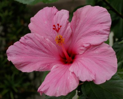 Hibiscus in Bethesda garden