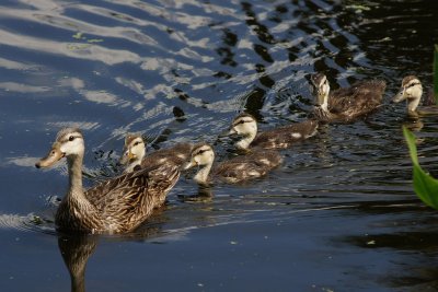 Momma duck with ducklings