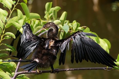 Anhinga with scars from alligator