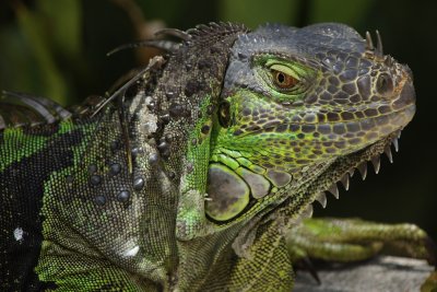Green iguana closeup