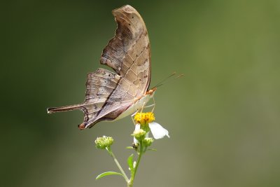 Ruddy daggerwing butterfly