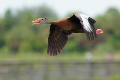 Black-bellied whistling duck in flight