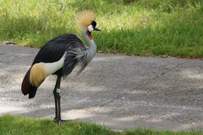 Crane at Kidani