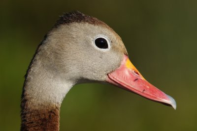 Black-bellied whistling duck portrait