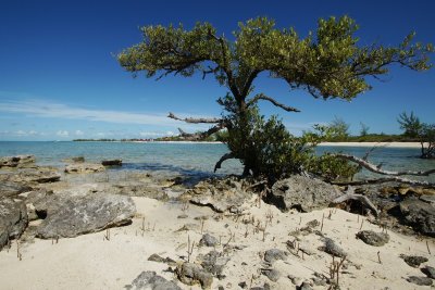 Cypress tree on Princess Cay