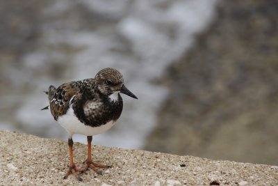 Ruddy turnstone