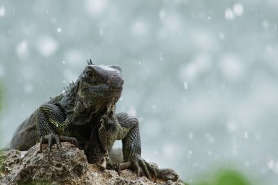 Green iguana in the waves