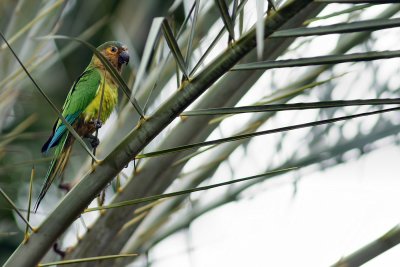 Caribbean (brown-throated) parakeet