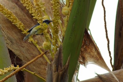 Bananaquit