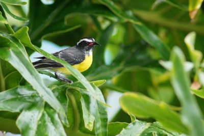 Bananaquit