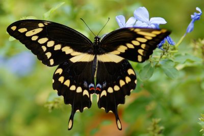 Black and yellow butterfly