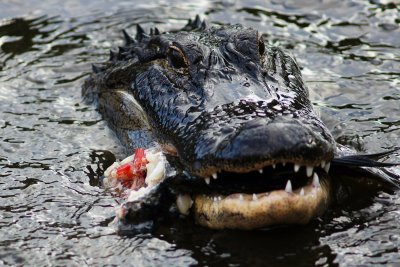 Alligator with dinner