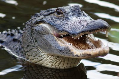 Happy full alligator