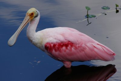Roseated spoonbill