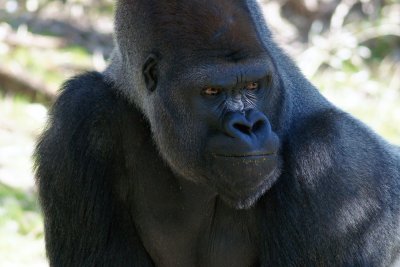 Lowland gorilla faces