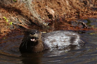 River otter eating