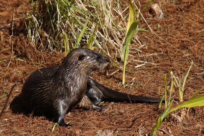 River otter on the shore