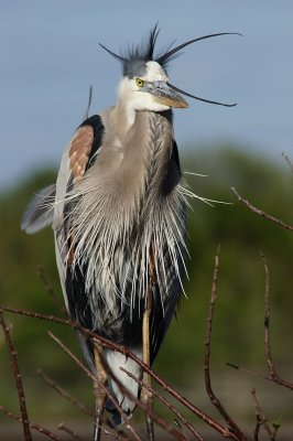 Windblown great blue heron