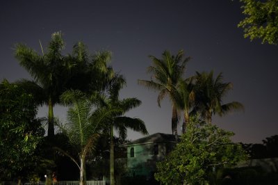 Neighborhood trees at night