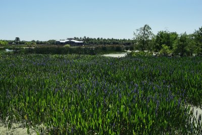 Green Cay Wetlands