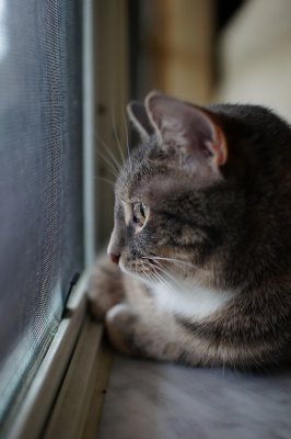 Mickey watching squirrels