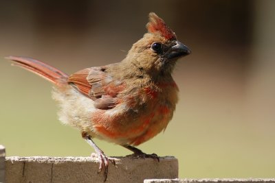 Northern cardinal