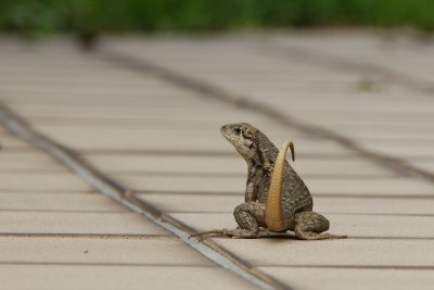 Northern curly-tail lizard