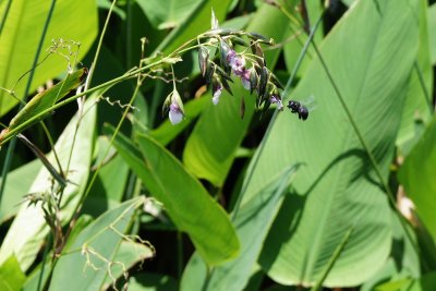 Bee and a flower