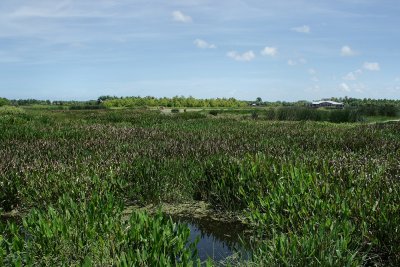Green Cay wetlands