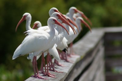Ibises lined up on the rail