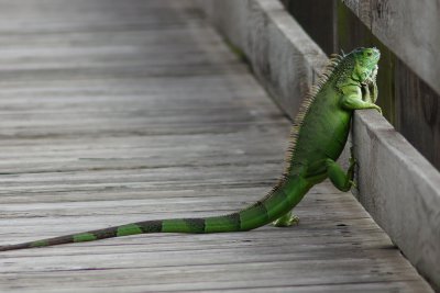 Green iguana