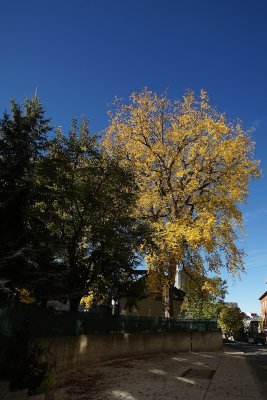 Quebec fall color