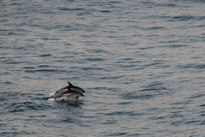 Porpoises jumping