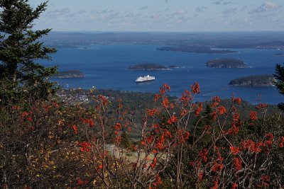 Eurodam and Cadillac Mountain flora