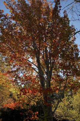 Acadia Park fall color