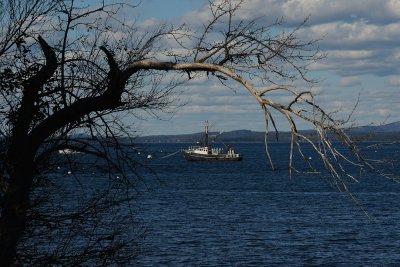Fishing boat and craggy tree