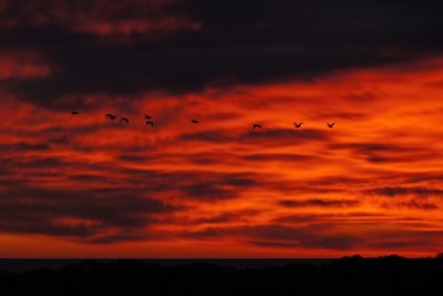 Gloucester sunrise skies and birds