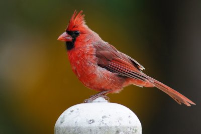 Northern cardinal - male