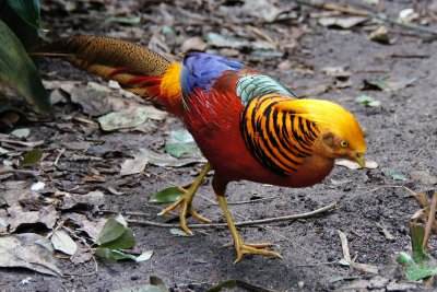 Golden pheasant